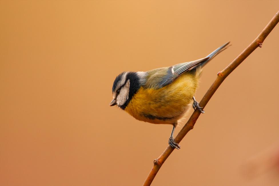 Imagen 55 de la galería de Herrerilo común - Bue tit (Cyanistes caeruleus)